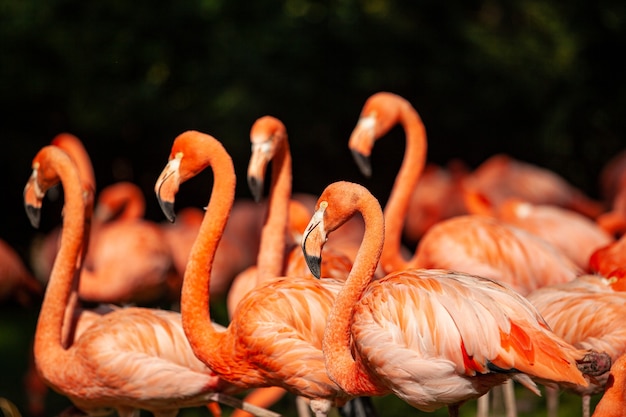 Grupo de flamencos rosados en un prado verde