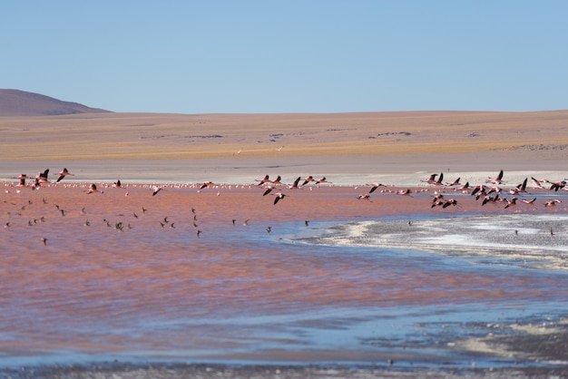 Grupo de flamencos rosados volando sobre el lago salado, los Andes bolivianos