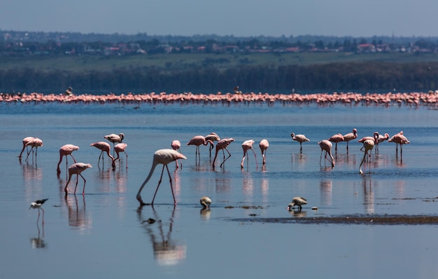 Un grupo de flamencos con su reflejo en el agua. Lago Nakuru. Kenia