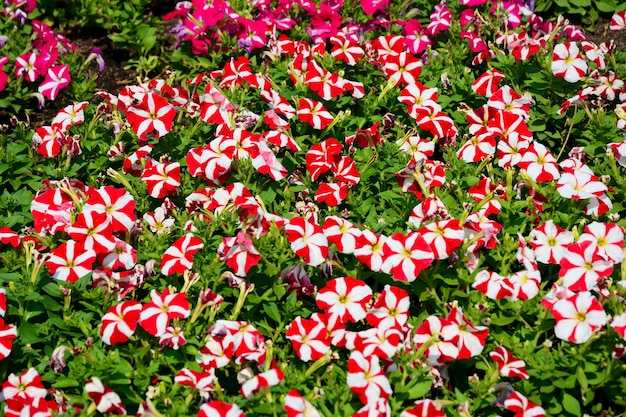 Grupo de flor colorida de la petunia en el jardín Tailandia