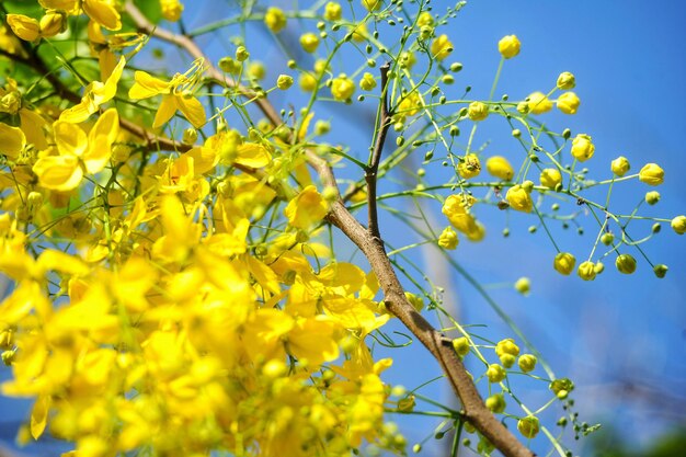 Grupo de flores amarillas en el árbol