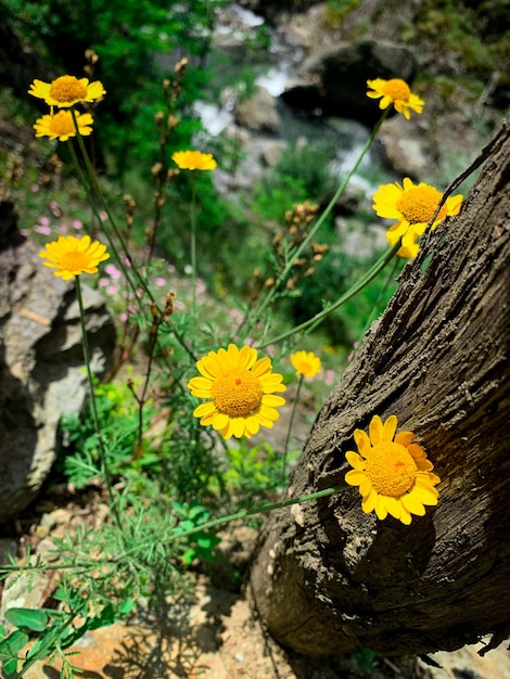 Un grupo de flores amarillas crecen en el tronco de un árbol