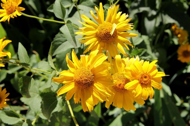 Foto un grupo de flores amarillas con el número 3 en ellas