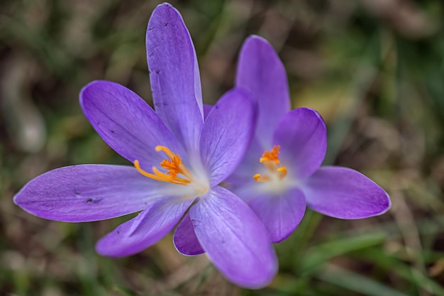 Grupo de flores de azafrán púrpura en un prado de primavera Flor de azafrán Flores de montaña Paisaje de primavera