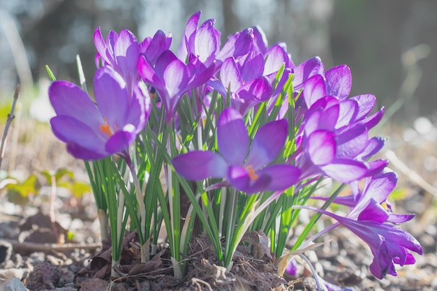 Grupo de flores de azafrán púrpura en un prado de primavera Flor de azafrán Flores de montaña Paisaje de primavera