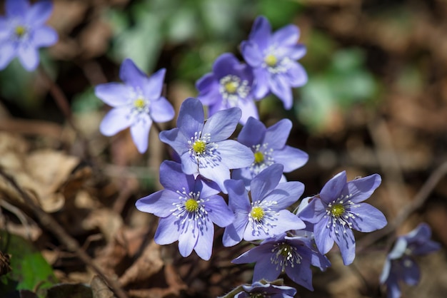 Grupo de flores Hepatica nobilis