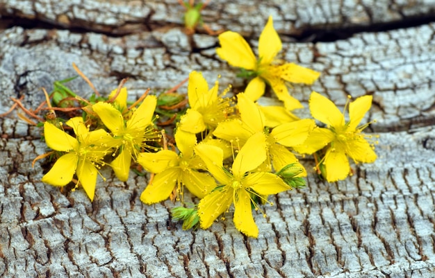 Grupo de flores de la hierba de San Juan Hypericum perforatum en una madera vieja