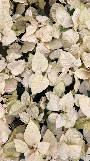 Grupo de flores de nochebuena blanca en Navidad