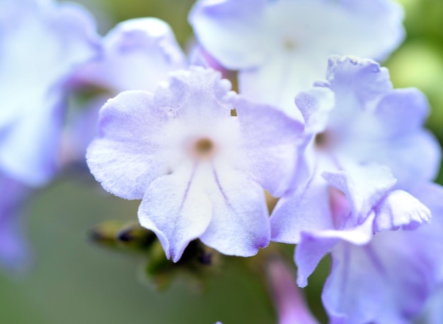 Foto un grupo de flores púrpuras en un parque o en un campo