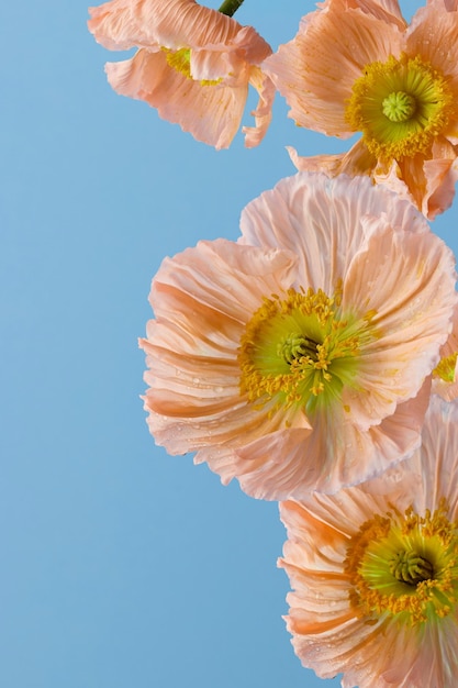 Foto un grupo de flores rosadas contra un cielo azul