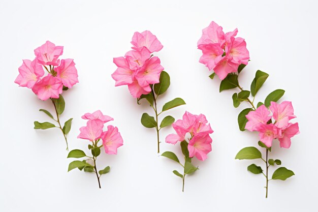 Foto un grupo de flores rosadas en una superficie blanca