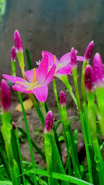 Foto un grupo de flores rosadas con tallos verdes