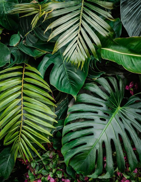 Foto grupo de fondo de hojas tropicales de color verde oscuro palma monstera hoja de coco palma de helecho