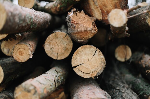 Grupo de fondo de troncos de madera natural cortada