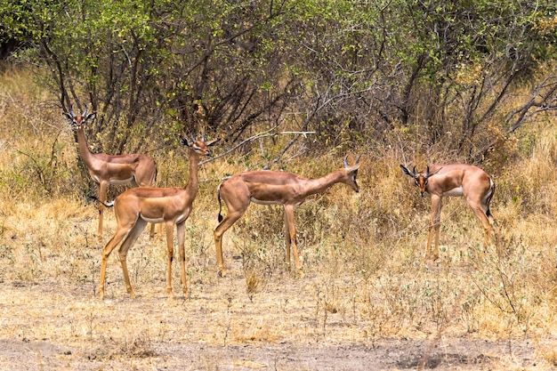 Un grupo de gacelas jirafa en los matorrales de África Meru Kenya