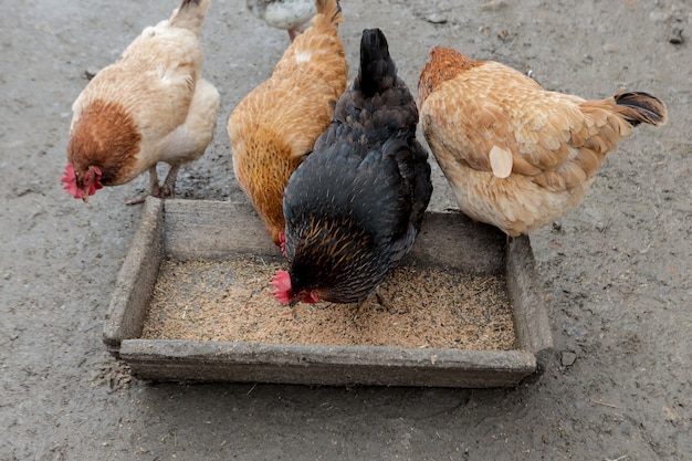 Un grupo de gallinas camperas que comen afuera en una granja