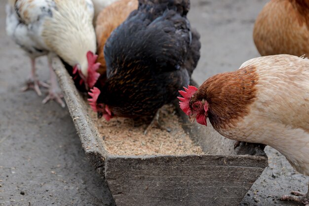 Foto un grupo de gallinas camperas que comen afuera en una granja