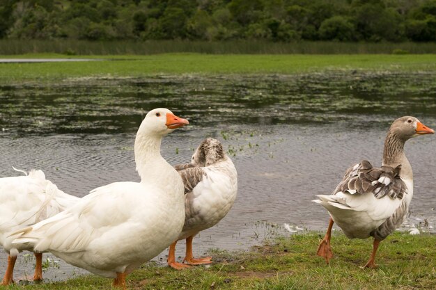 Grupo de gansos fuera del lago