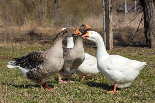 Un grupo de gansos grises se paran en un campo con uno de ellos diciendo 'el ganso blanco'