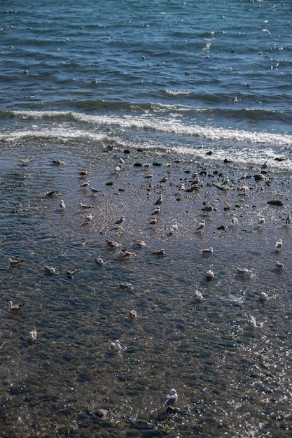 Un grupo de gaviotas descansa en la orilla del mar El tranquilo y acogedor mar de verano