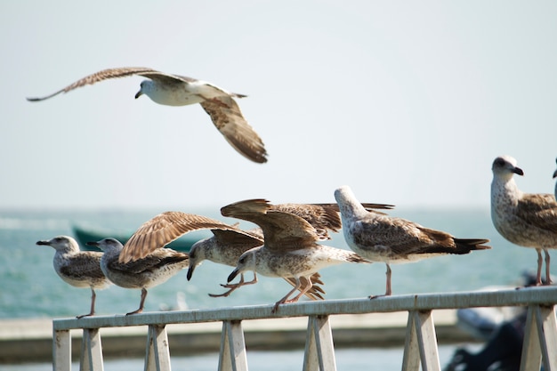 Grupo de gaviotas en el muelle