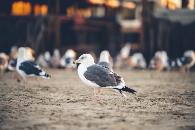 Grupo de gaviotas de pie sobre la arena