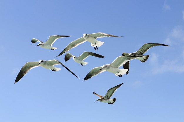 Grupo de gaviotas volando en el cielo