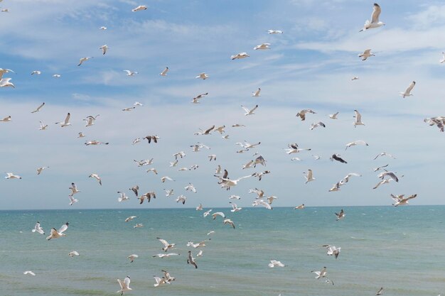 Un grupo de gaviotas volando en la costa.