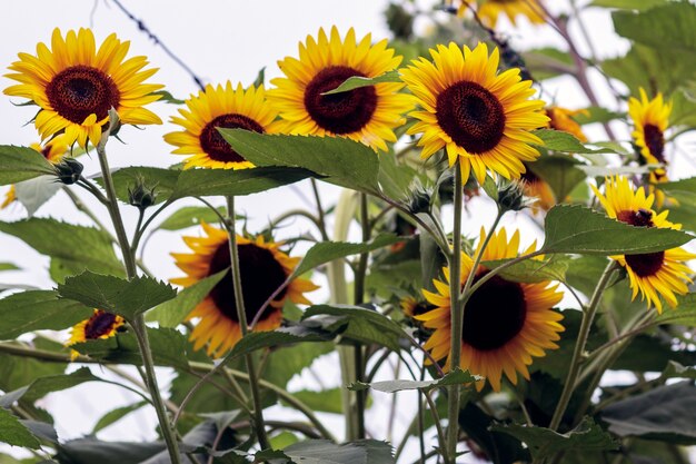 Un grupo de girasoles en un jardín privado.