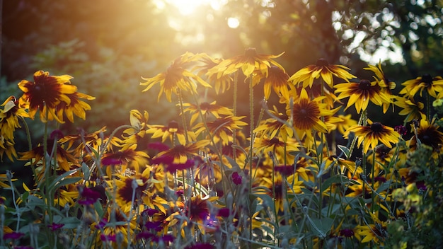 Grupo de girasoles