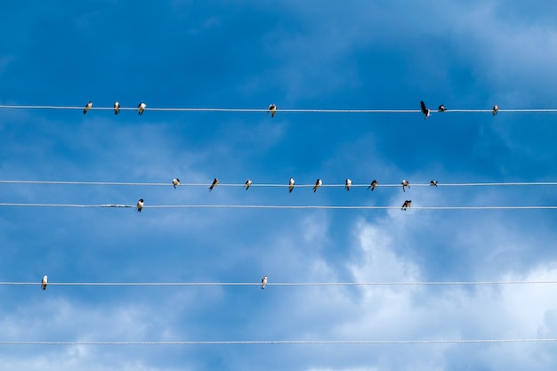 Grupo de golondrinas sentado en cables