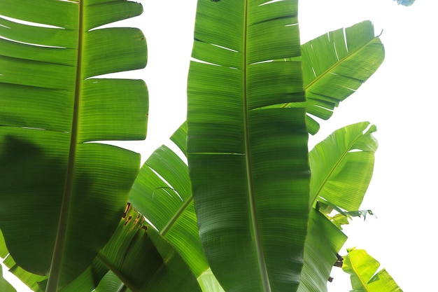 Grupo de grandes hojas de plátano verde de palmera exótica bajo el sol sobre fondo blanco Follaje de plantas tropicales con textura visible