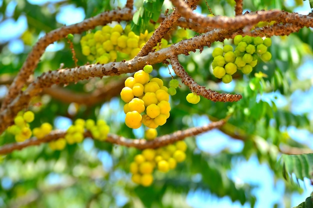 Grupo de grosella espinosa o grosella espinosa nativa de cerca en el árbol de la rama