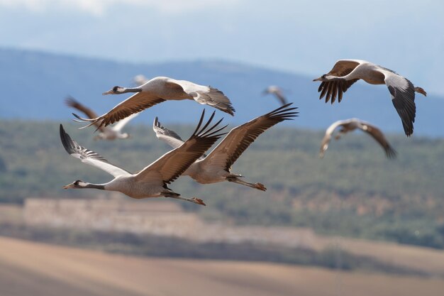 Foto grupo de grullas comunes en vuelo fuente de piedra málaga españa grus grus