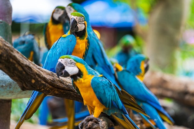 Grupo de guacamayos coloridos en las ramas de los árboles