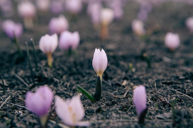 Un grupo de hermosas flores de azafrán violeta