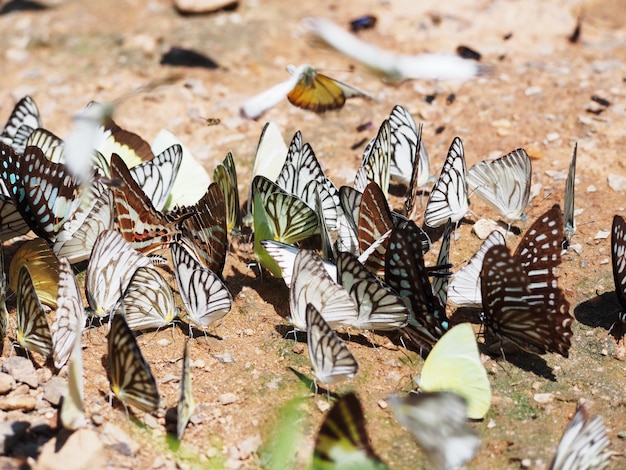 Grupo de hermosas mariposas en el suelo