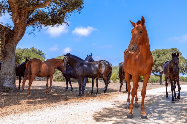 Grupo de hermosos caballos (caballo menorquín) relajarse a la sombra de los árboles. Menorca (Islas Baleares), España