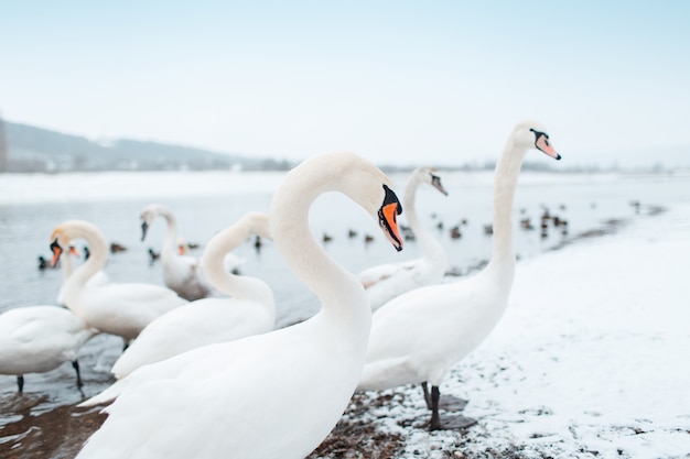 Grupo de hermosos cisnes blancos a orillas del río en día de invierno.