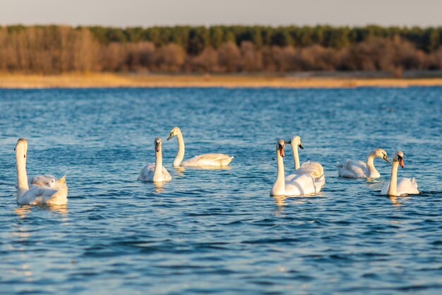 Grupo de hermosos cisnes en el lago azul