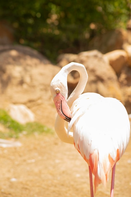 Un grupo de hermosos y elegantes pájaros acuáticos flamencos junto al lago