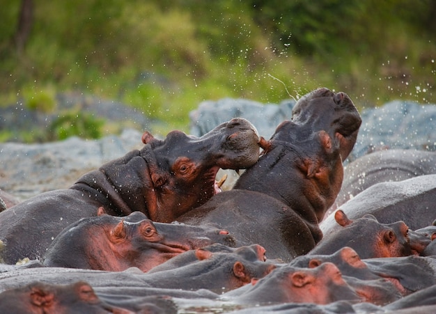 Grupo de hipopótamos en el agua.