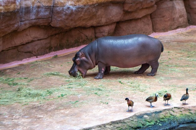 Foto un grupo de hipopótamos anfibios comunes