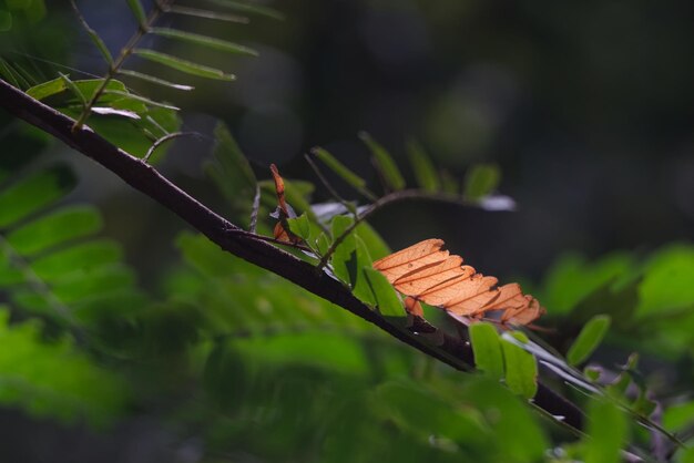 Un grupo de hojas de naranja translúcido está rodeado de hojas verdes con un fondo borroso