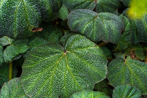 grupo de hojas verdes con textura