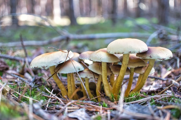 Un grupo de hongos en el bosque en el suelo del bosque Agujas de pino musgo