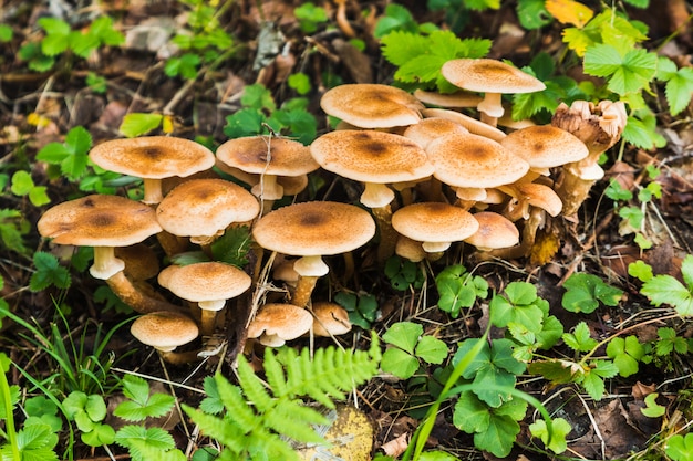 Un grupo de hongos en el bosque.