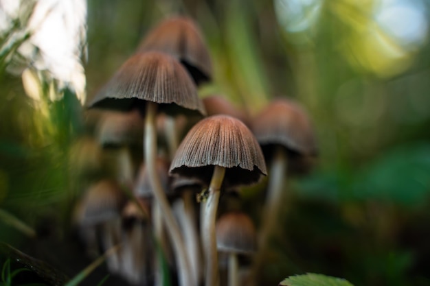 Foto un grupo de hongos están en un árbol.