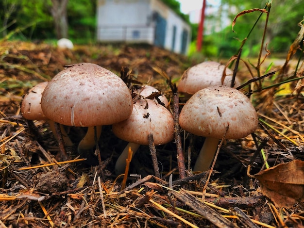 Un grupo de hongos están creciendo en la tierra.