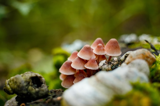 Un grupo de hongos no comestibles en el bosque de otoño. Hermoso fondo de bosque